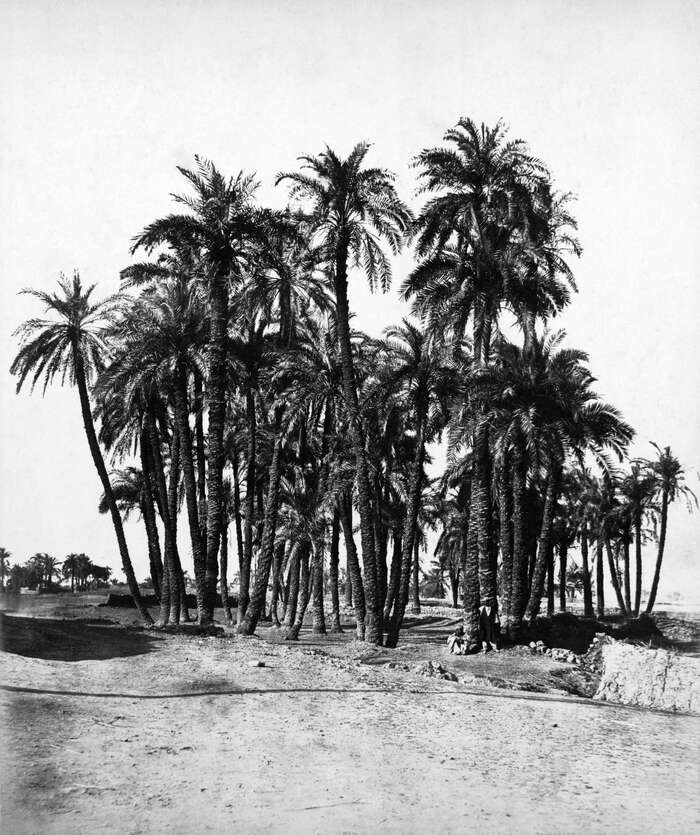 Karnak - palmiers (palm trees) | ScotlandsPeople