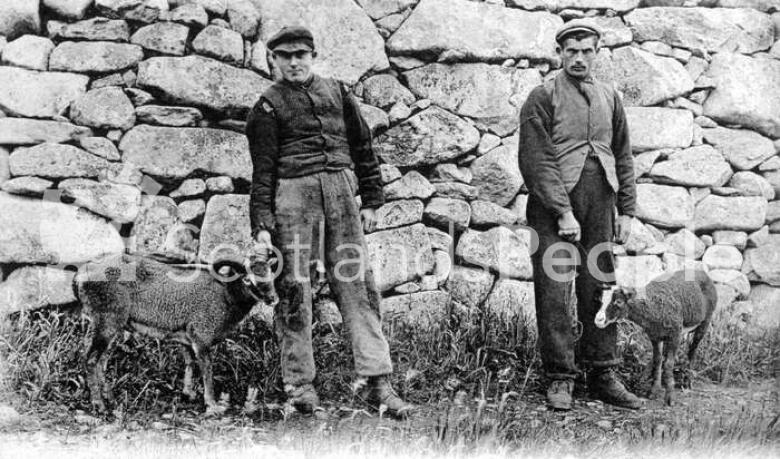 St Kildan men with Soay sheep