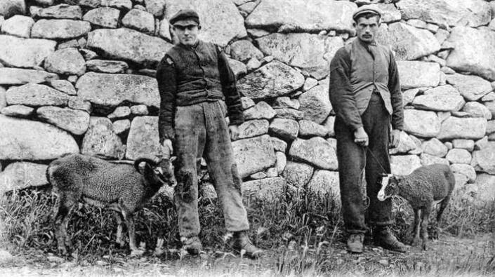 St Kildan men with Soay sheep