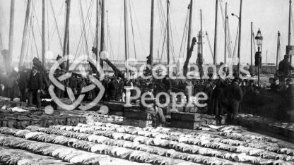 Newhaven fish market, late 19th century Newhaven fish market, late 19th century