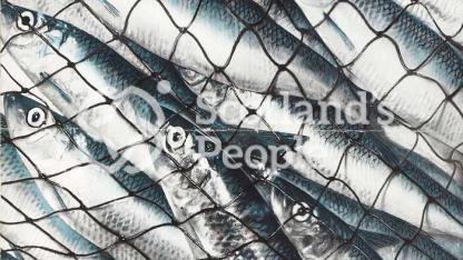 British fishing industry promotional poster British fishing industry promotional poster