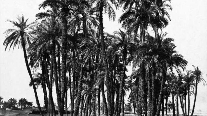 Karnak - palmiers (palm trees)