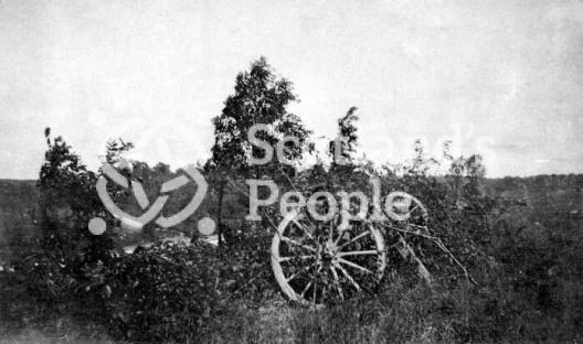 Artillery piece camouflaged with branches on the Western Front Artillery piece camouflaged with branches on the Western Front