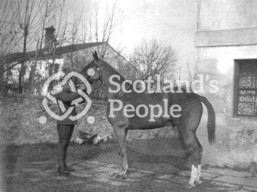 British soldier holding an officer's horse by the halter British soldier holding an officer's horse by the halter