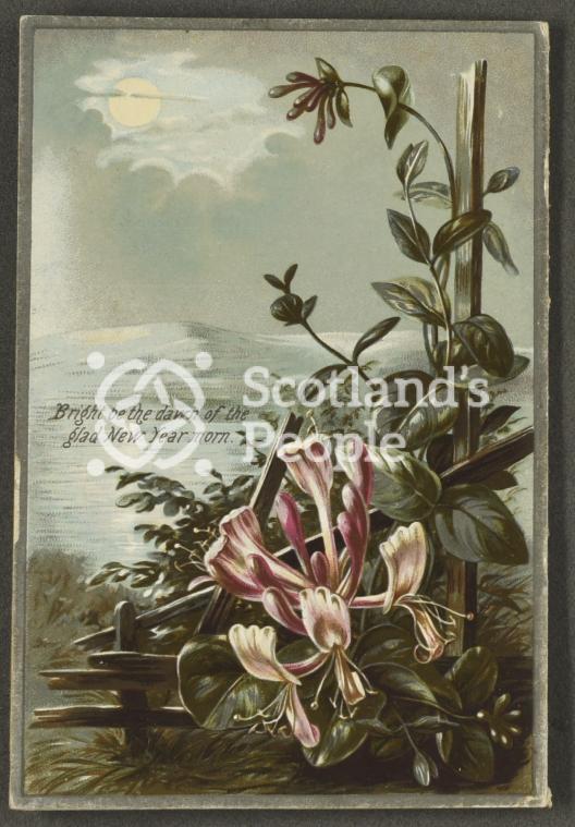 New Years greetings card depicting flowers in a winter scene